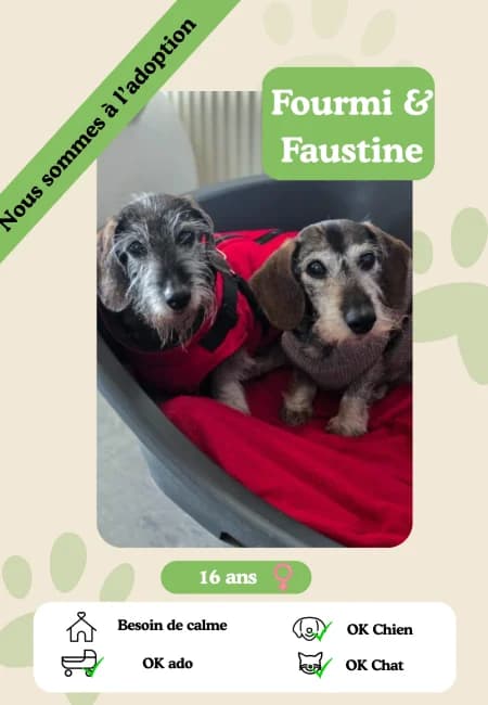 Fourmi & Faustine, male senior Mixed Breed for adoption at Oasis des vétérans