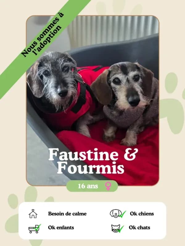 Fourmi & Faustine, male senior Mixed Breed for adoption at Oasis des vétérans