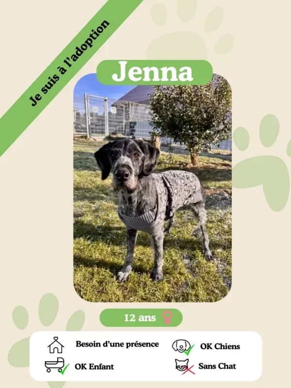 Jenna, female senior Mixed Breed for adoption at Oasis des vétérans