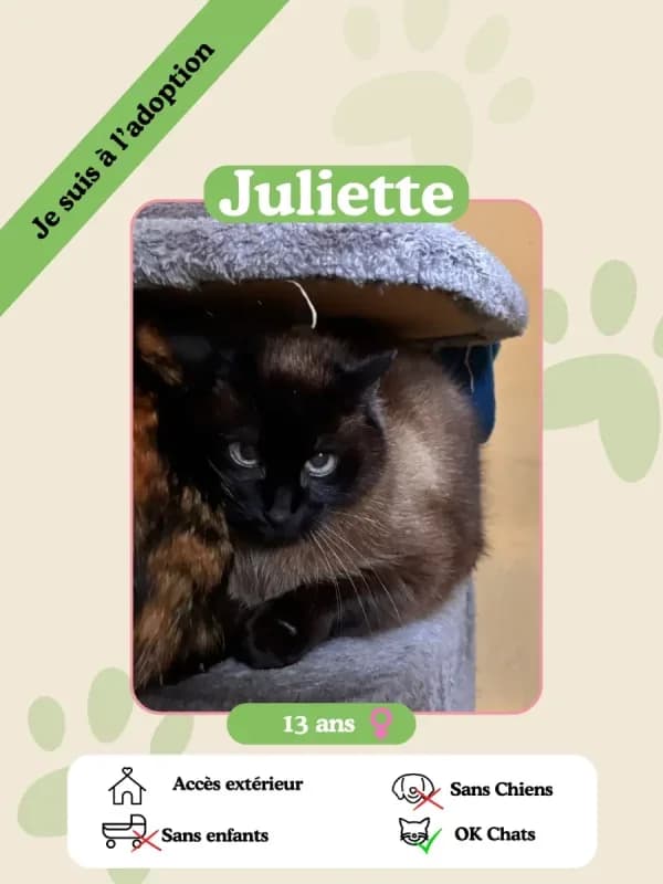 Juliette, female senior Mixed Breed for adoption at Oasis des vétérans