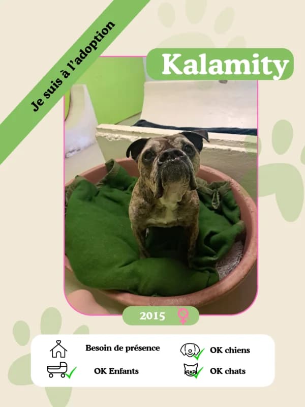 Kalamity, female senior Mixed Breed for adoption at Oasis des vétérans