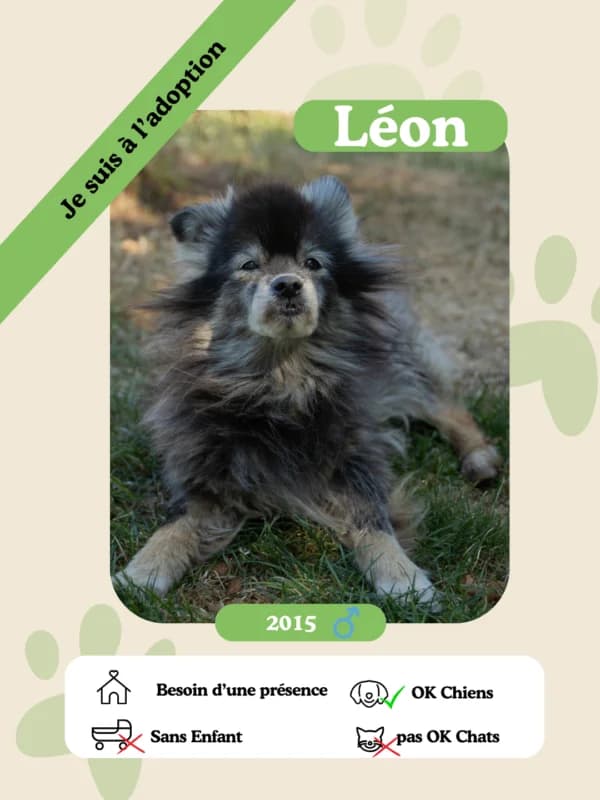 Léon, senior Mixed Breed for adoption at Oasis des vétérans