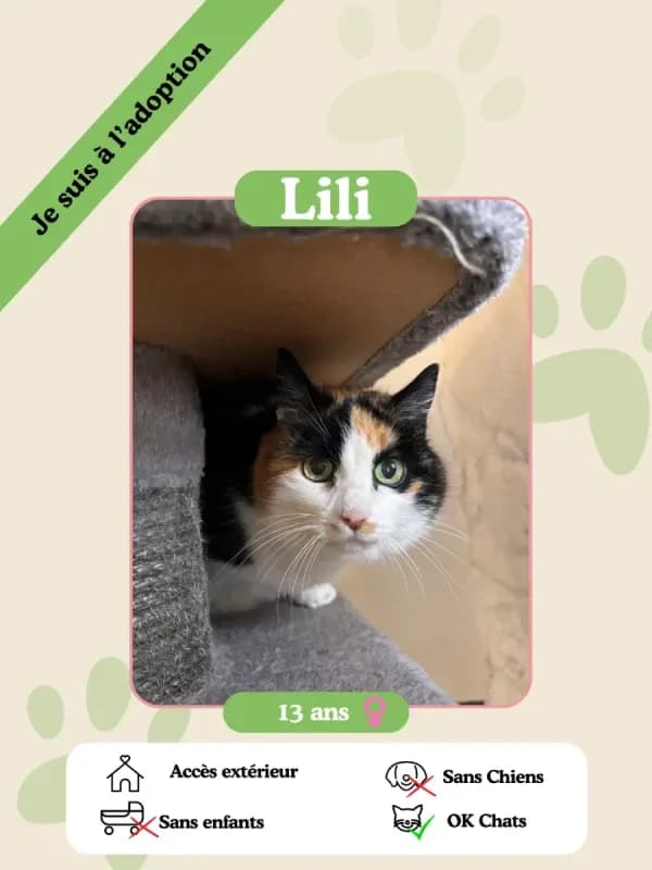 Lili, female senior Mixed Breed for adoption at Oasis des vétérans