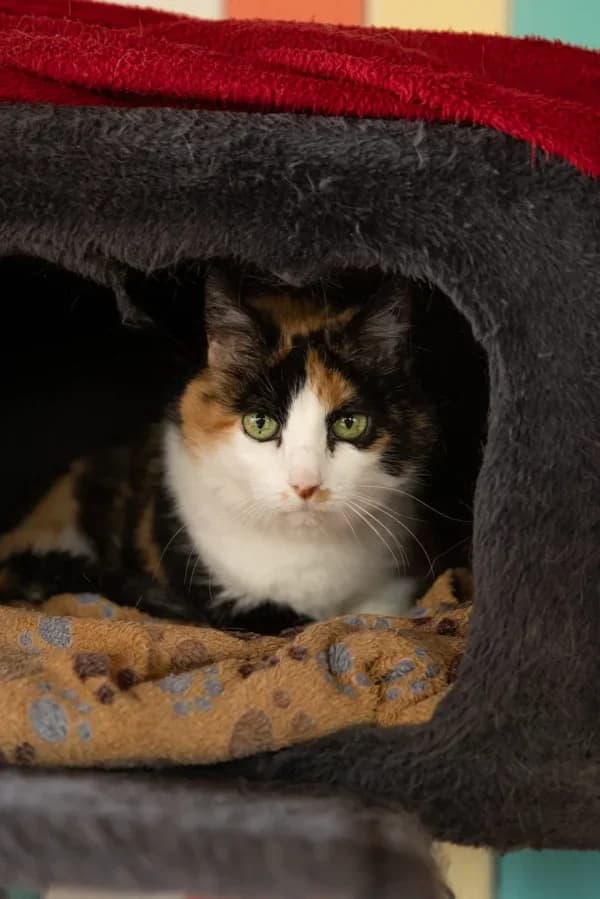 Lili, female senior Mixed Breed for adoption at Oasis des vétérans