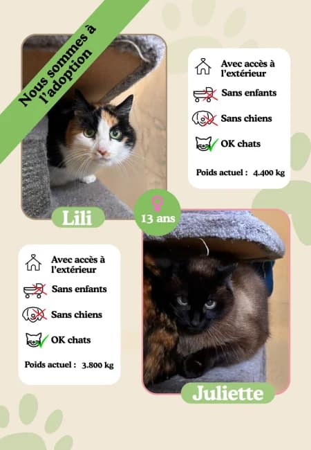 Lili et Juliette, senior Mixed Breed for adoption at Oasis des vétérans
