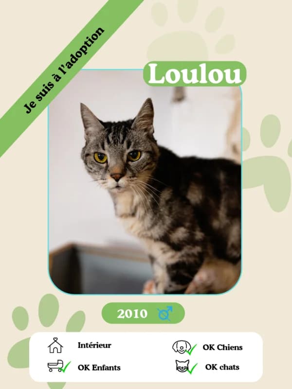 Loulou, female senior Mixed Breed for adoption at Oasis des vétérans