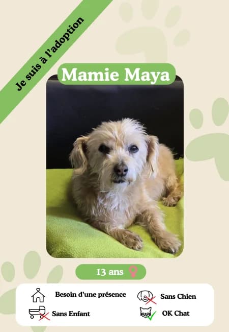 Mamie Maya, female senior Mixed Breed for adoption at Oasis des vétérans