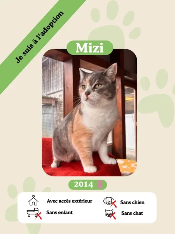 Mizi, female senior Mixed Breed for adoption at Oasis des vétérans