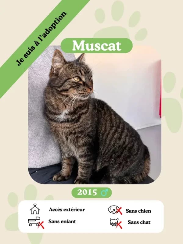 Muscat, female senior Mixed Breed for adoption at Oasis des vétérans