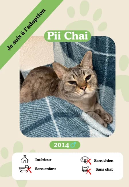 Pii-Chai, senior Mixed Breed for adoption at Oasis des vétérans