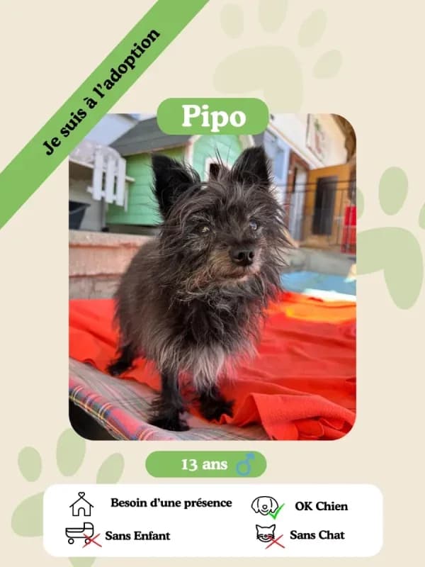 Pipo, senior Mixed Breed for adoption at Oasis des vétérans