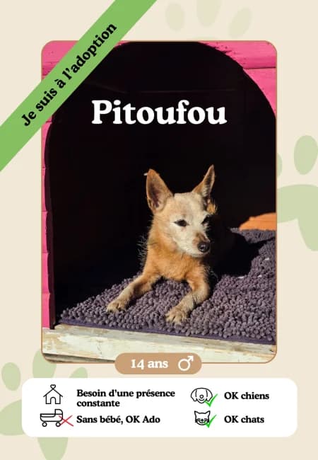 Pitoufou, senior Mixed Breed for adoption at Oasis des vétérans
