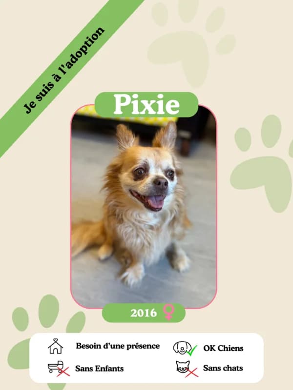 Pixie, female senior Mixed Breed for adoption at Oasis des vétérans