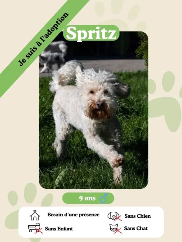 Spritz, senior Mixed Breed for adoption at Oasis des vétérans