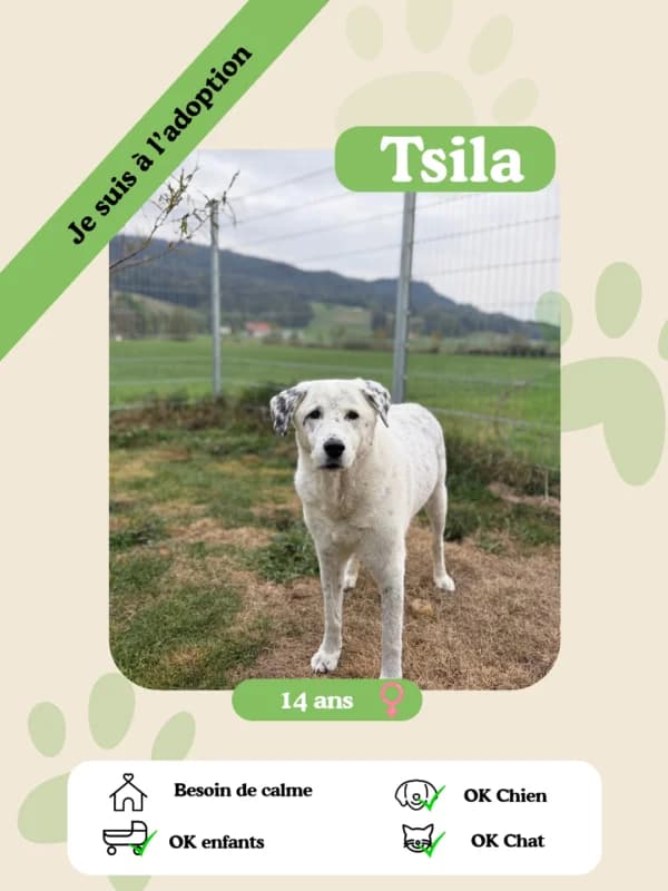Tsila, female senior Mixed Breed for adoption at Oasis des vétérans
