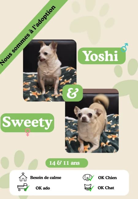Yoshi et Sweety, senior Mixed Breed for adoption at Oasis des vétérans