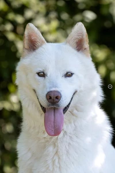 Odin, der wunderbare Husky-Prinz, female 5yo Husky for adoption at Petsearch.ch, Zurich
