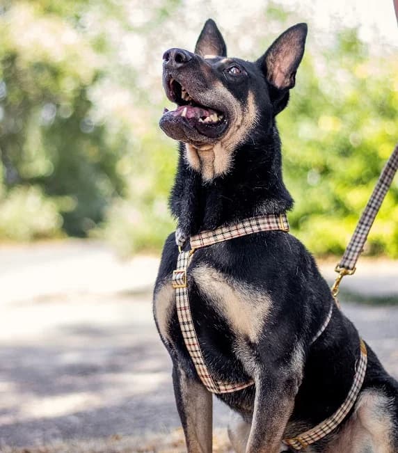 REXY, aktiver Mischlingsrüde, ca. 6 Jahre, 57cm, 24kg, male 3yo Mixed Breed for adoption at Petsearch.ch, Zurich