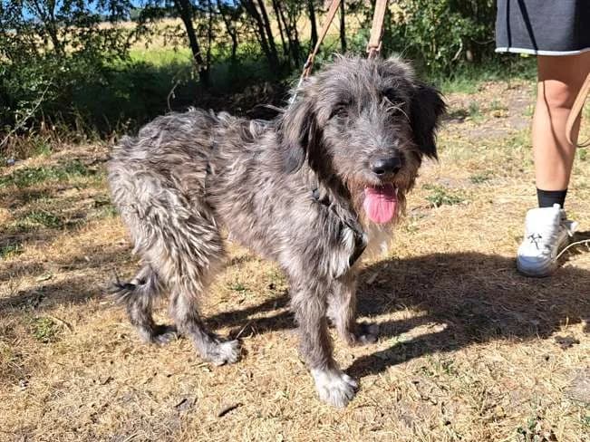 SWEET MAYA, bezauberndes Mischlingsmädchen, ca. 7 Monate, 59cm, 19.7kg, female 3yo Mixed Breed for adoption at Petsearch.ch, Zurich