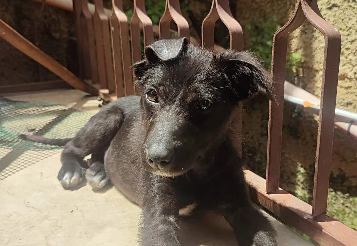 Kreta wünscht sich ein erfülltes Leben, bei liebevollen Menschen, female young Mixed Breed for adoption at Petsearch.ch, Zurich