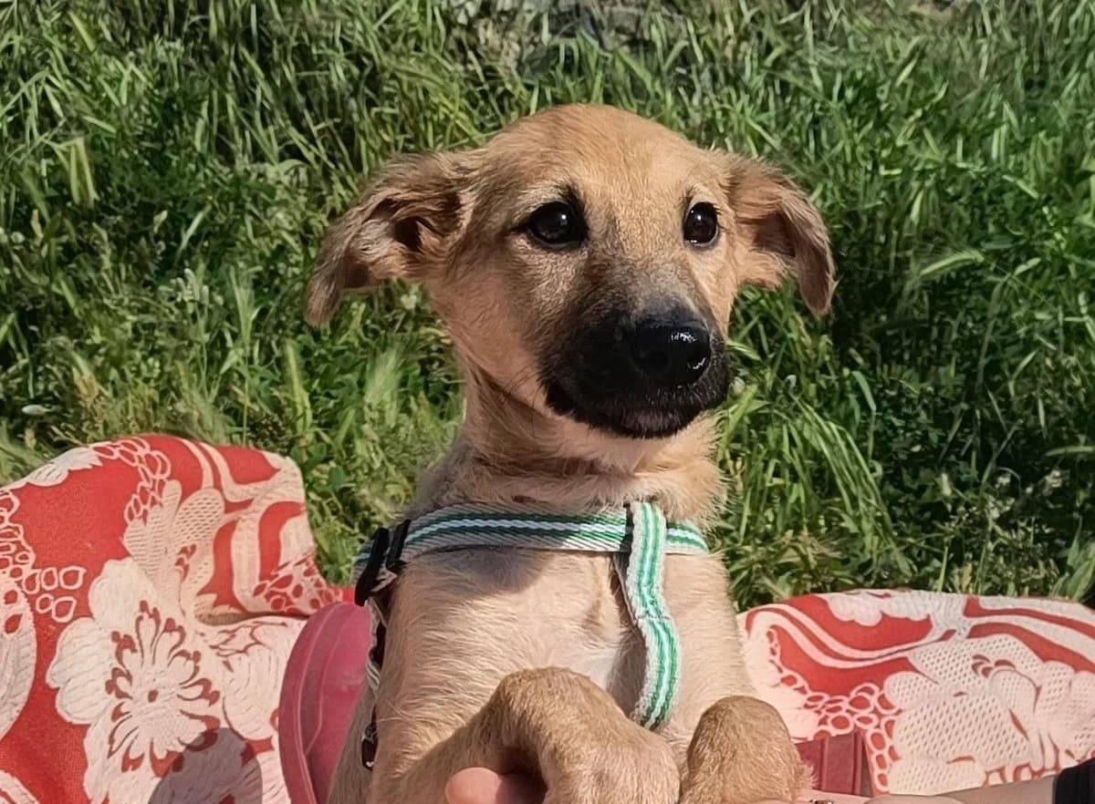 Lucienne sucht liebevollen Lebensplatz, female young Mixed Breed for adoption at Petsearch.ch, Zurich