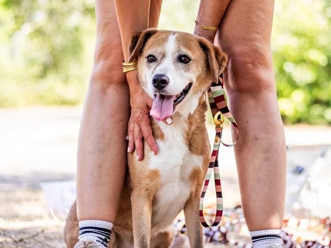 BROWNI, liebenswerte Mischlingshündin, ca. 8 Jahre, 48cm, 19kg, female 3yo Mixed Breed for adoption at Petsearch.ch, Zurich