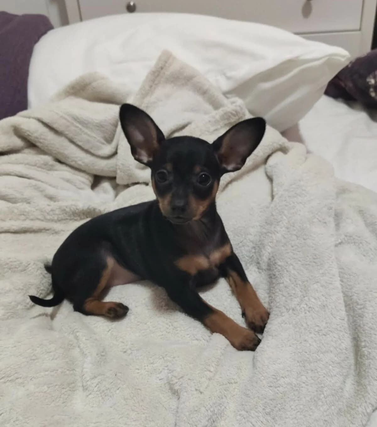 Zwergpinscher Welpe, female 3yo Mixed Breed for adoption at Petsearch.ch, Zurich