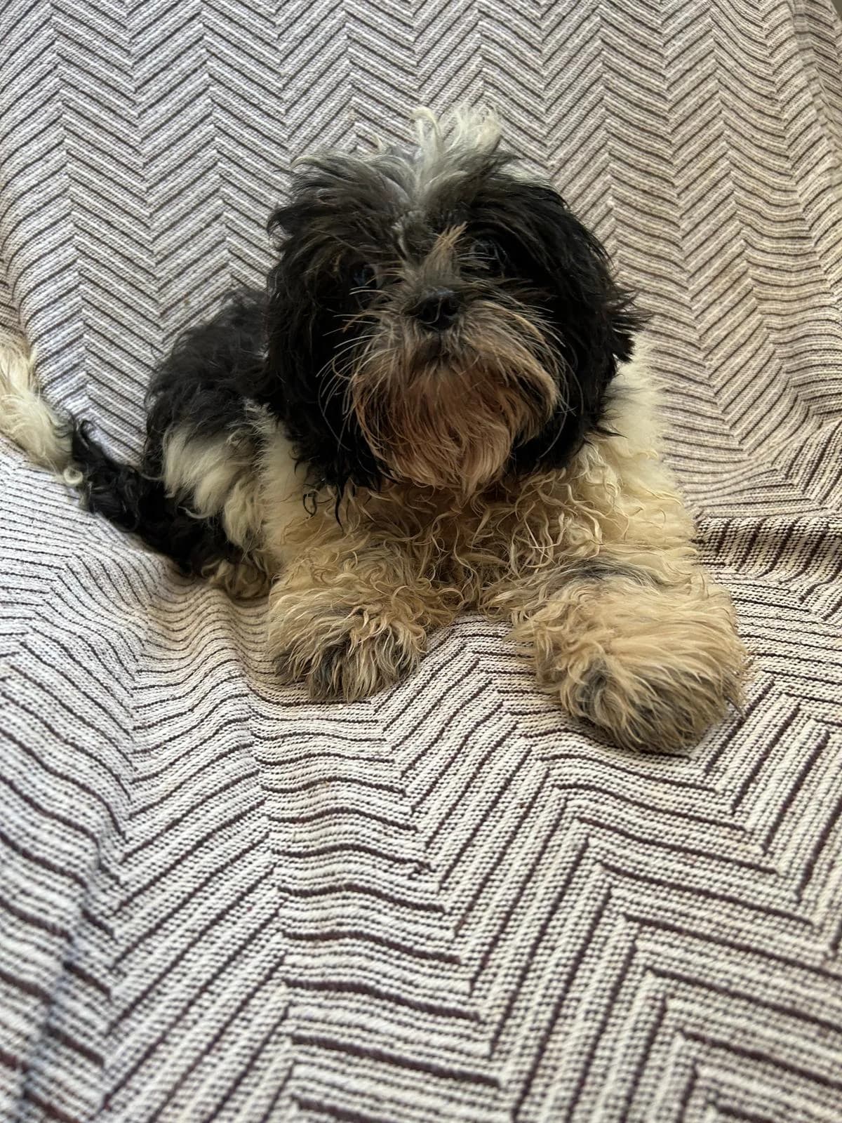 Shi Zhu Joschi, male young Mixed Breed for adoption at Petsearch.ch, Zurich