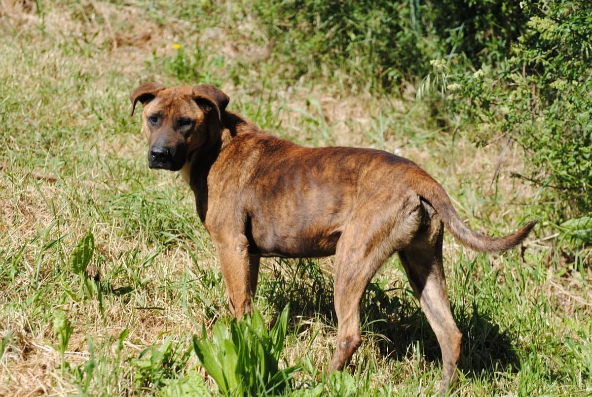 Morgana- meine Herzensangelegenheit, weiss female puppy Mixed Breed for adoption at Petsearch.ch, Zurich