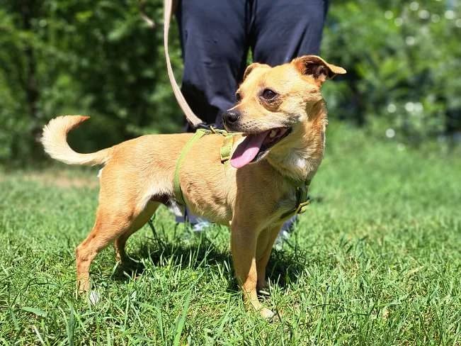 JINGLES, aktiver Mischlingsrüde, ca. 6,5 Jahre, 31cm, 5,4kg, male 3yo Mixed Breed for adoption at Petsearch.ch, Zurich