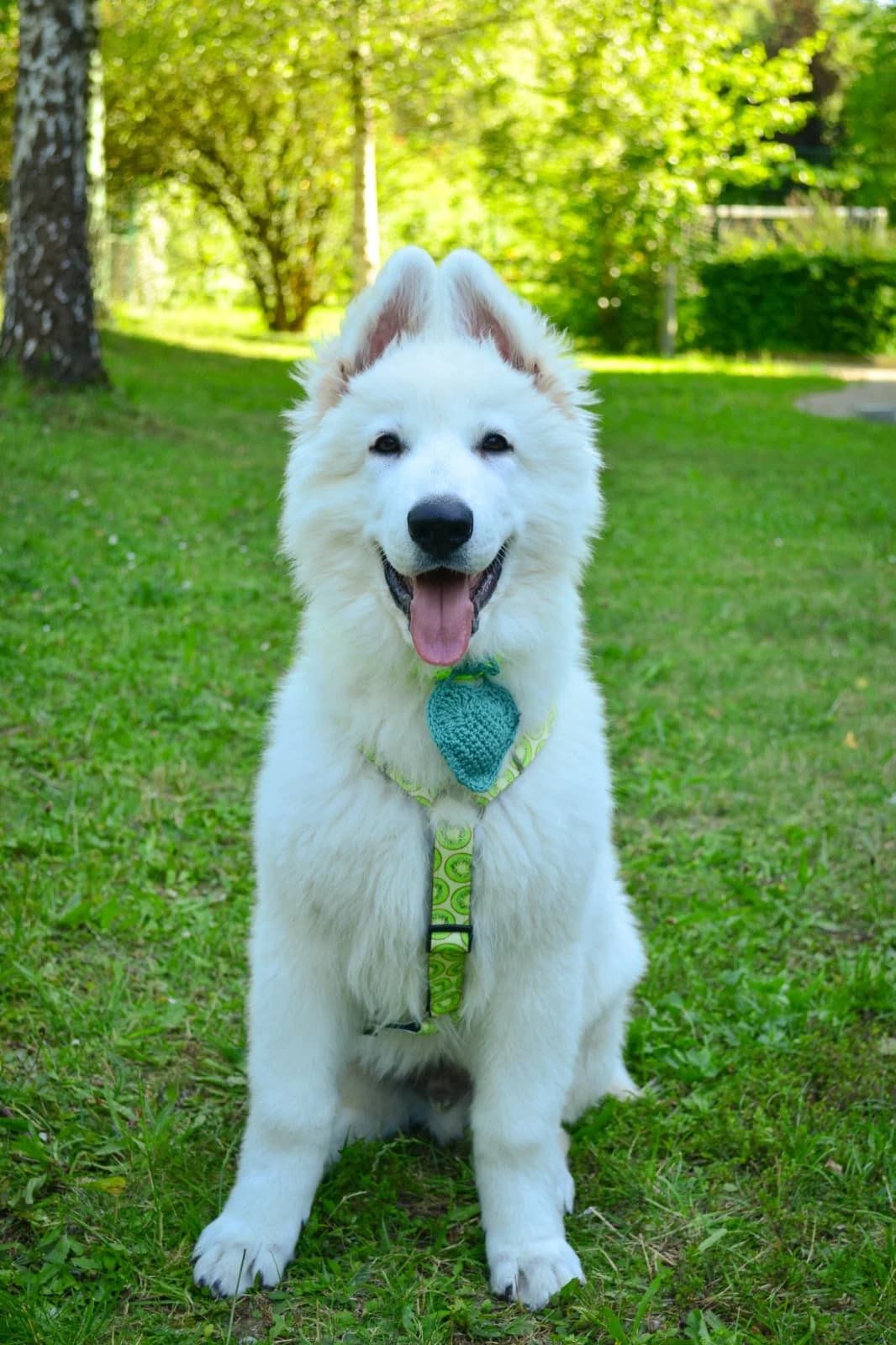 Weisser Schweizer Schäferhund, male 3yo Mixed Breed for adoption at Petsearch.ch, Zurich