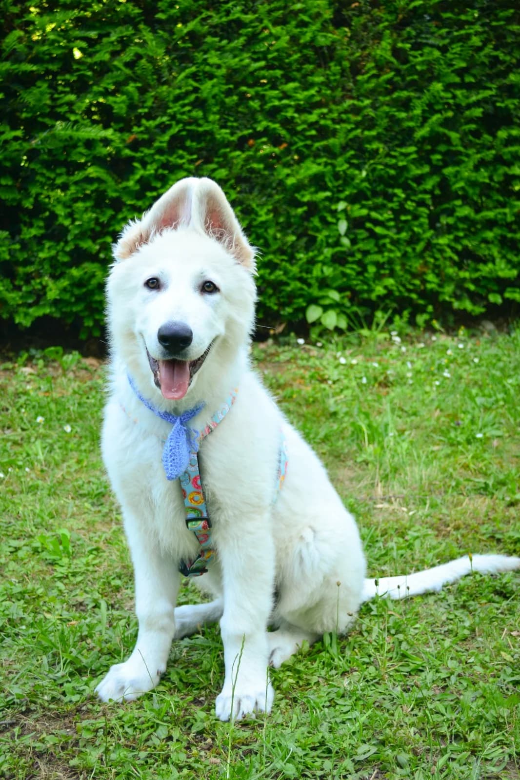 Weisser Schweizer Schäferhund, male 3yo Mixed Breed for adoption at Petsearch.ch, Zurich