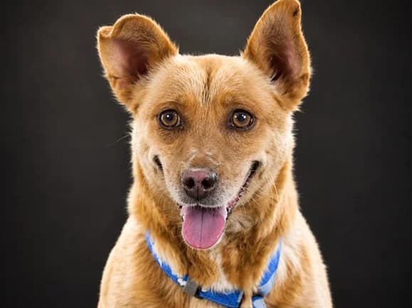Luna – eine Dame in den besten Jahren, female young Mixed Breed for adoption at Petsearch.ch, Zurich
