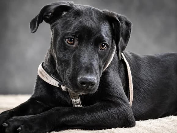 Casio – ein fröhlicher Bursche, female young Mixed Breed for adoption at Petsearch.ch, Zurich