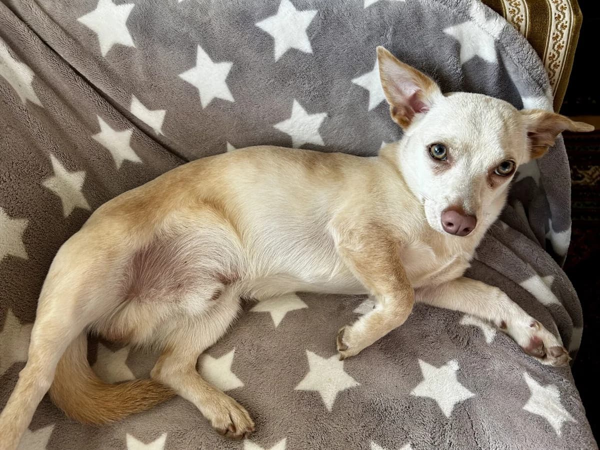 Jack Russel-Spitz-Chihuahua Mischling, male puppy Mixed Breed for adoption at Petsearch.ch, Zurich