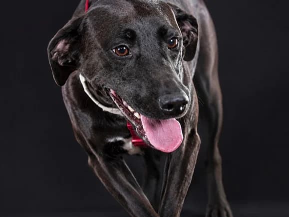 Malu – eine verspielte Schmusemaus, female young Mixed Breed for adoption at Petsearch.ch, Zurich