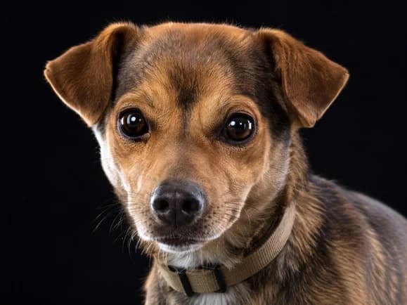 Anton – freundlich und ausgeglichen, male young Mixed Breed for adoption at Petsearch.ch, Zurich