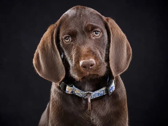 Walter – ein sanfter Junge, male young Mixed Breed for adoption at Petsearch.ch, Zurich