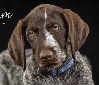 William – ein neugieriger Entdecker, male young Mixed Breed for adoption at Petsearch.ch, Zurich