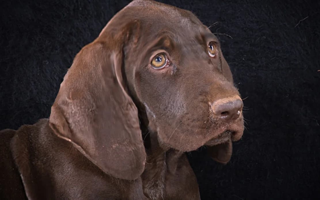 Winston – ein fröhlicher Bursche, male young Mixed Breed for adoption at Petsearch.ch, Zurich