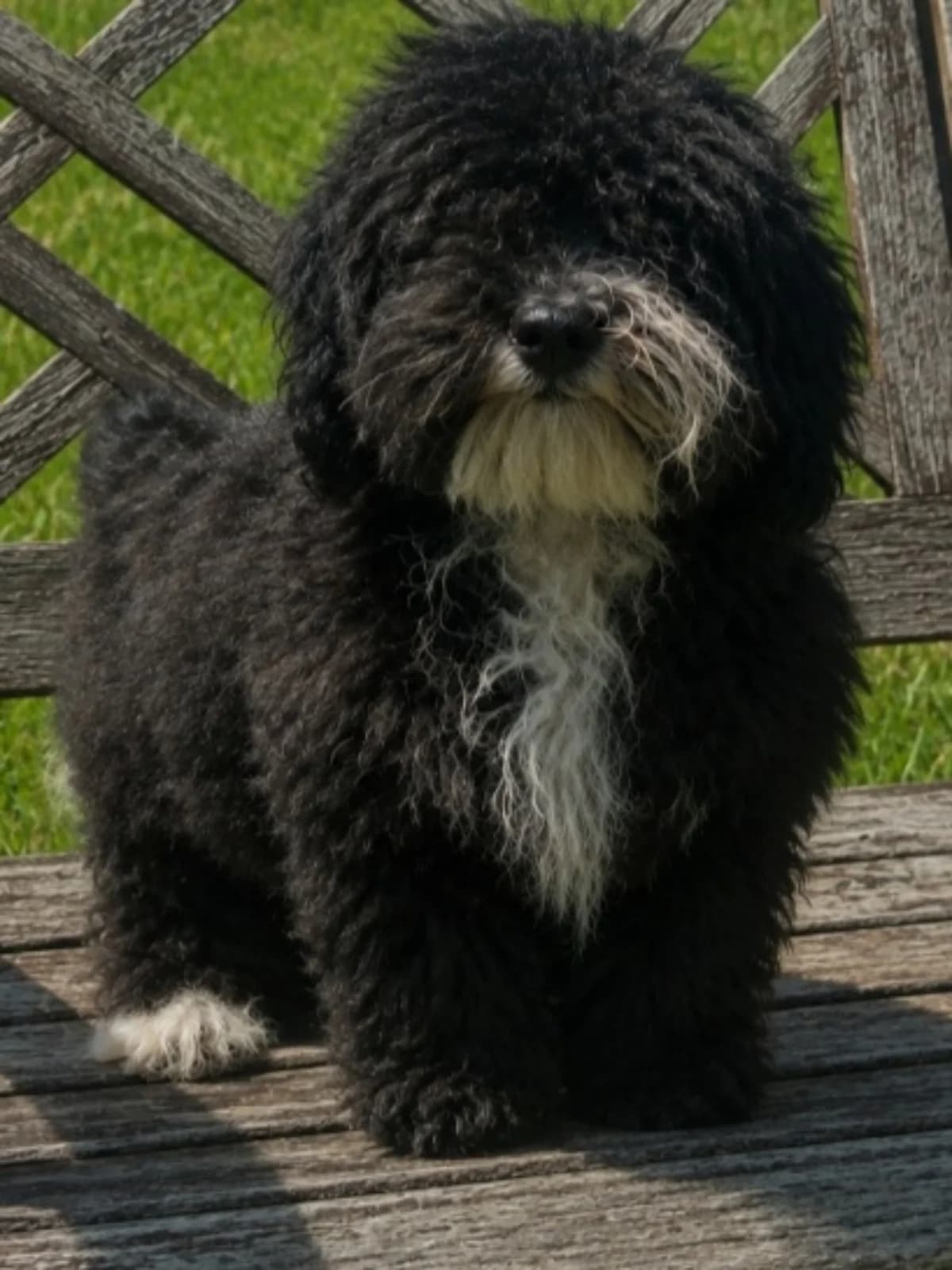 Maltipoo Welpen, male 4yo Mixed Breed for adoption at Petsearch.ch, Zurich