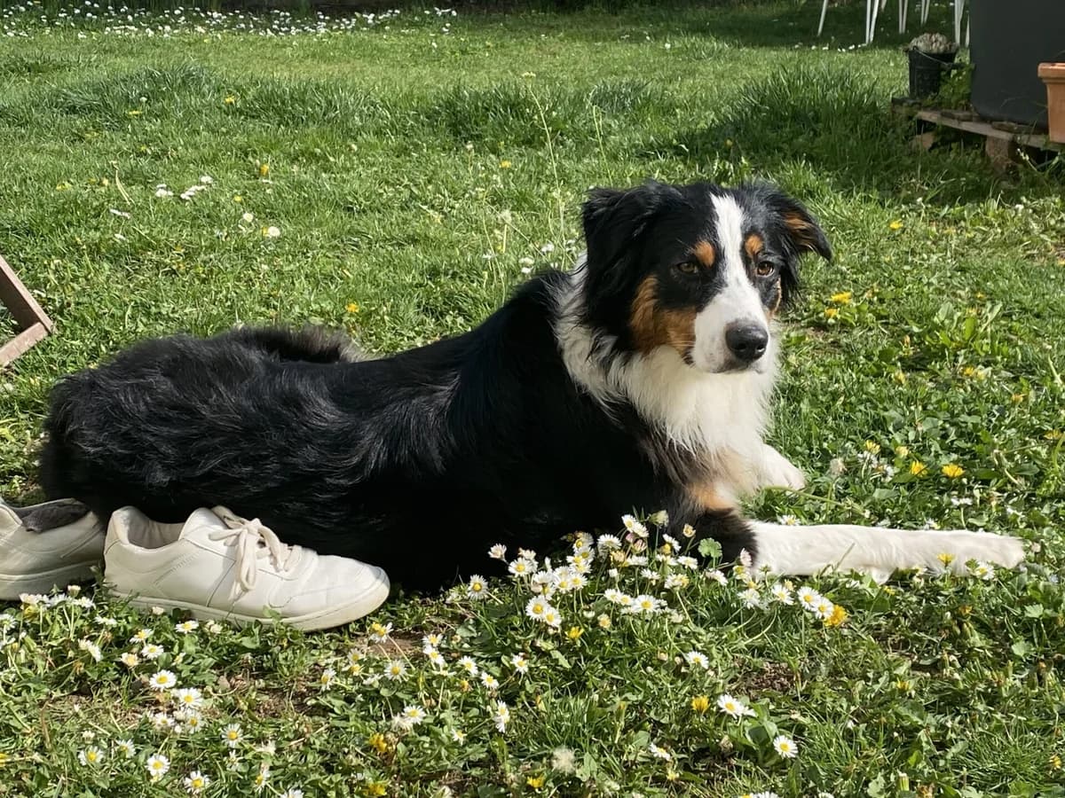 Nina sucht ein neues Zuhause, female young Mixed Breed for adoption at Petsearch.ch, Zurich