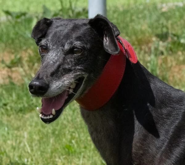 Bamba, die wunderbare Galgo-Prinzessin, female 4yo Mixed Breed for adoption at Petsearch.ch, Zurich