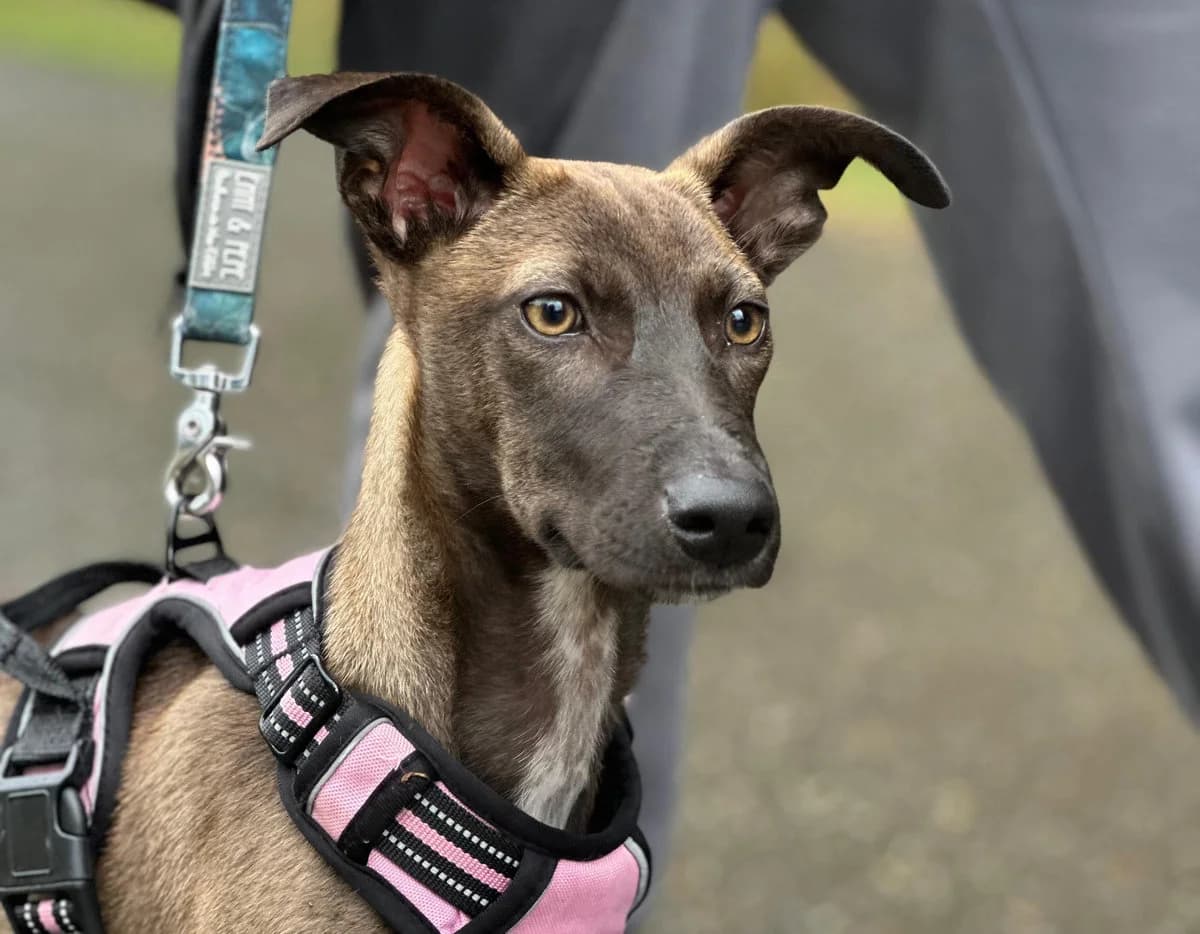 Fibi sucht ihr eigenes, liebevolles Zuhause, female young Mixed Breed for adoption at Petsearch.ch, Zurich