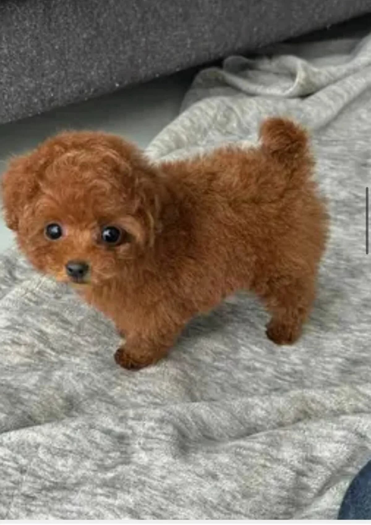 Flauschige Zwergpudelwelpen (Aline/Larry), female puppy Mixed Breed for adoption at Petsearch.ch, Zurich