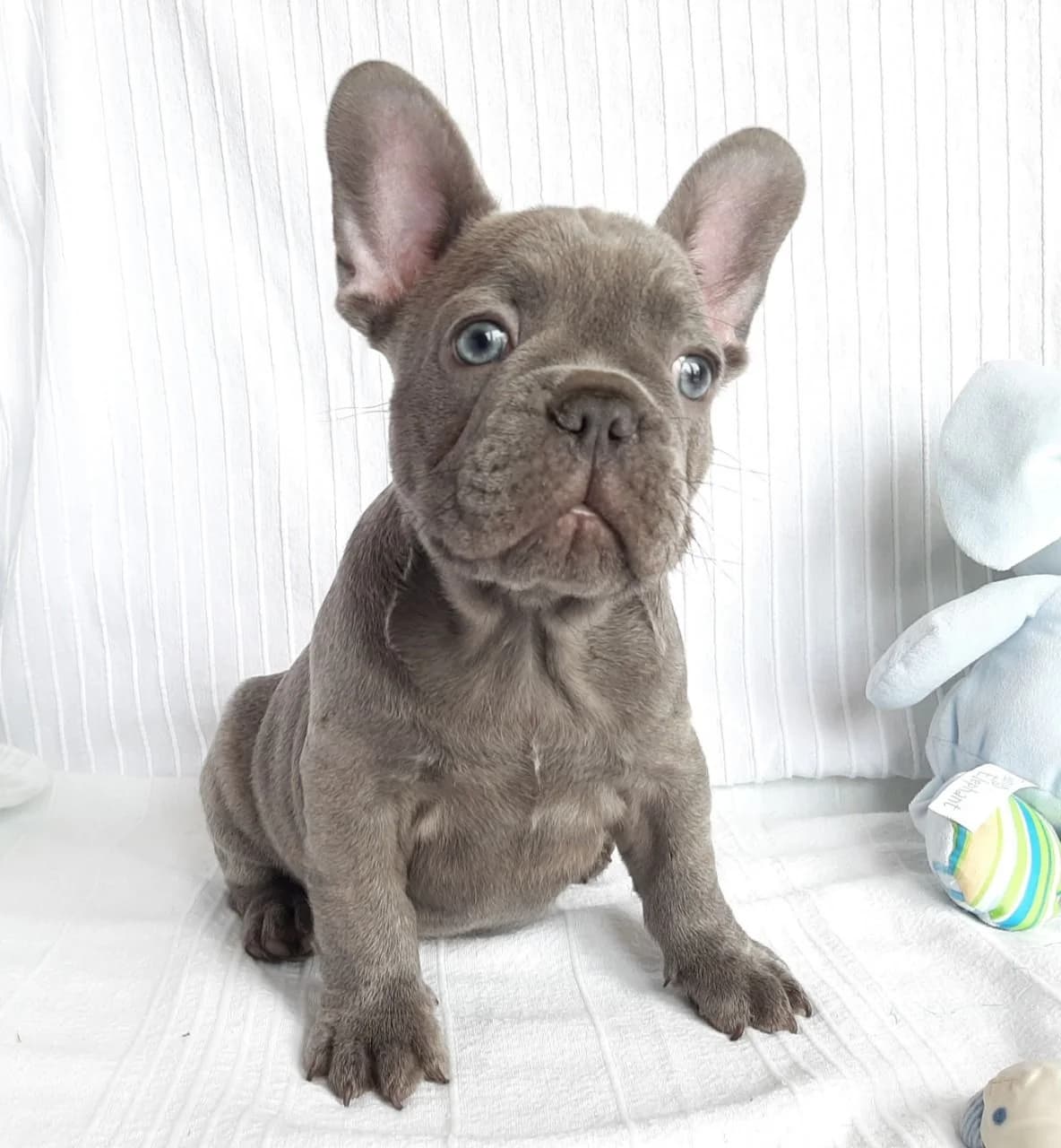 2 Französische Bulldoggen-Welpen suchen ein liebevolles Zuhause, merle female puppy Mixed Breed for adoption at Petsearch.ch, Zurich