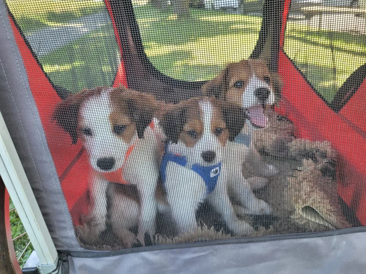 Kooikerhondje Welpen (Hündinnen), female puppy Mixed Breed for adoption at Petsearch.ch, Zurich