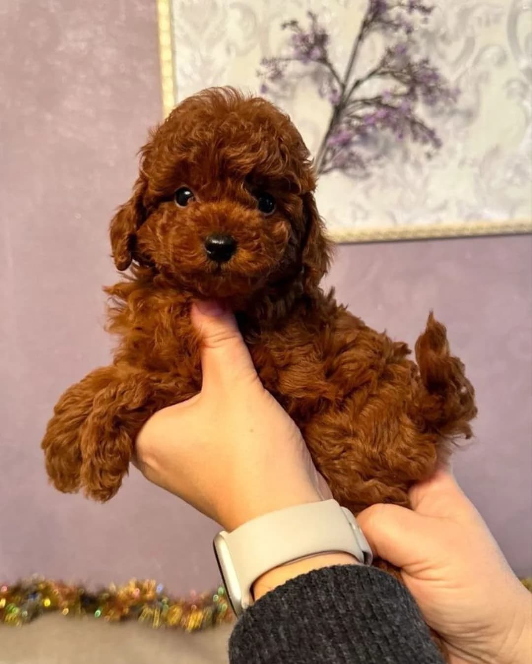 Weiblicher Zwergpudelwelpe sucht liebevolle Familie (Nella), female puppy Mixed Breed for adoption at Petsearch.ch, Zurich