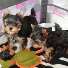 Yorkshire Terrier Welpen zu verkaufen, female puppy Mixed Breed for adoption at Petsearch.ch, Zurich