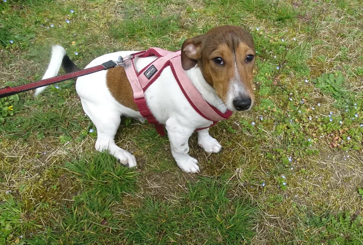 Jack Russell Terrier Welpe, female puppy Mixed Breed for adoption at Petsearch.ch, Zurich